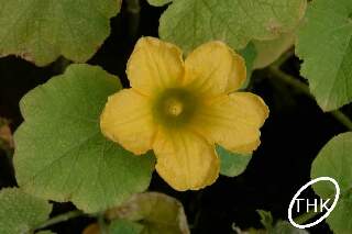 Fiore di Zucca