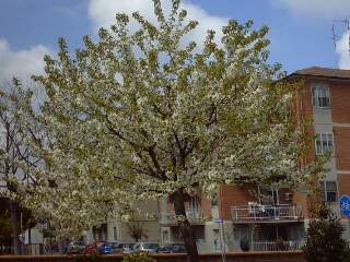 albero fiorito