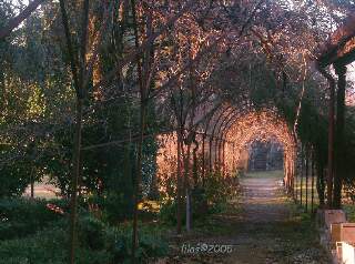 Strada nel bosco