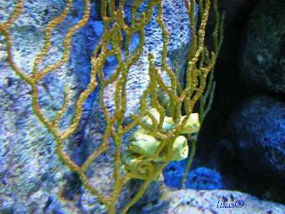 spugne e coralli