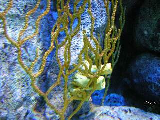 coralli