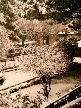 neve gialla