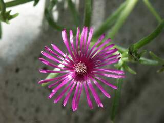 fiore flora cinque terre