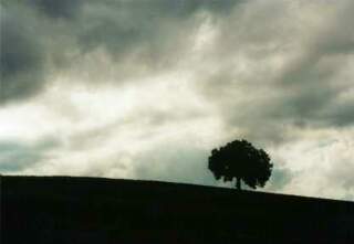 Albero solitario